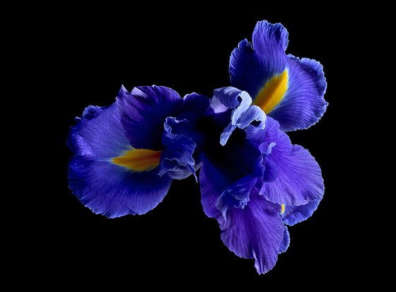 Blue Iris
