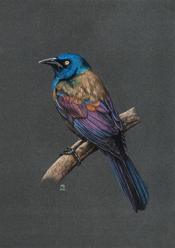 Original pastel drawing bird "Common grackle"