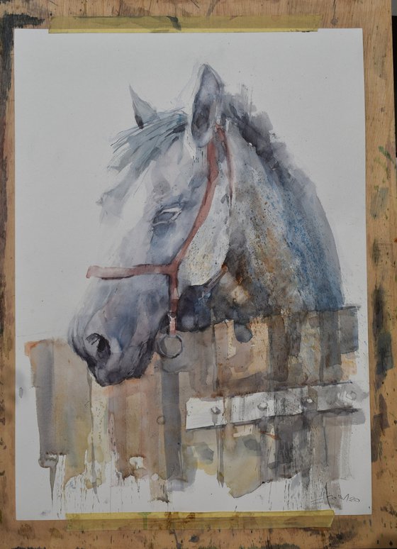 Head of horse 09(70x50)