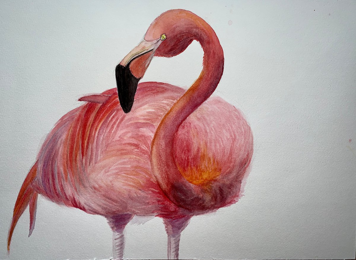 Flamingo by Lucia Kasardova