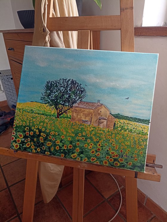 Sunflowers field