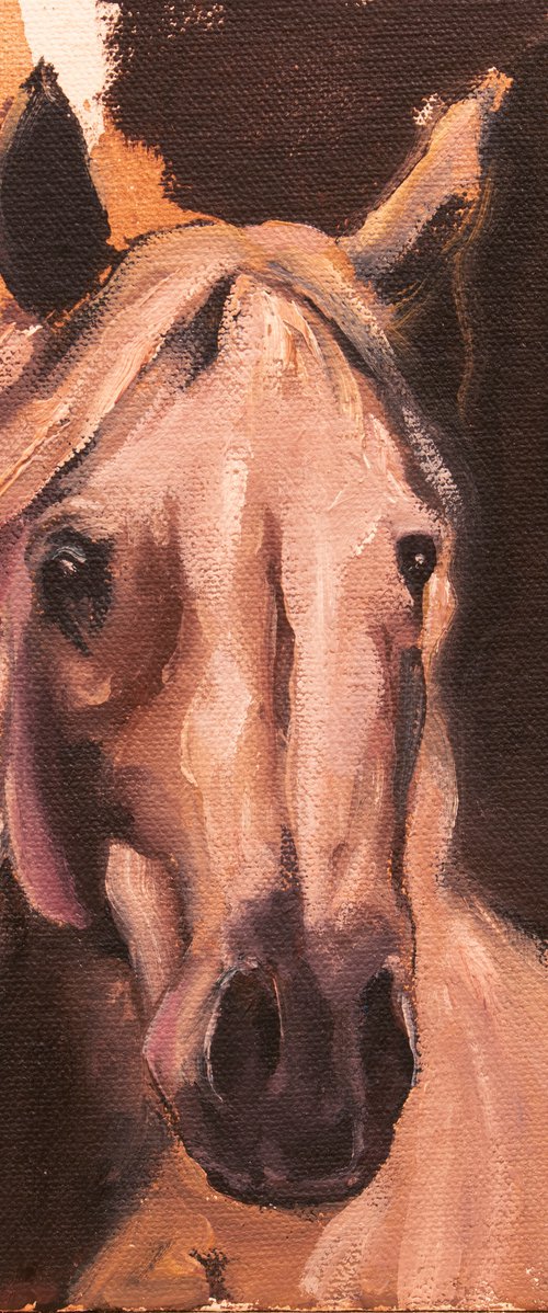 Equine Head Arab White (study 3) by Zil Hoque