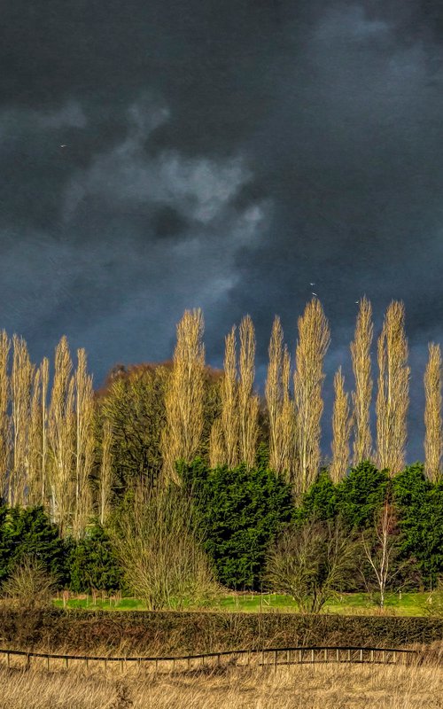 Sunlit Trees-Dark Skies by Martin  Fry