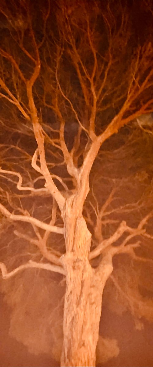 ABC#223 Red tree by Mattia Paoli