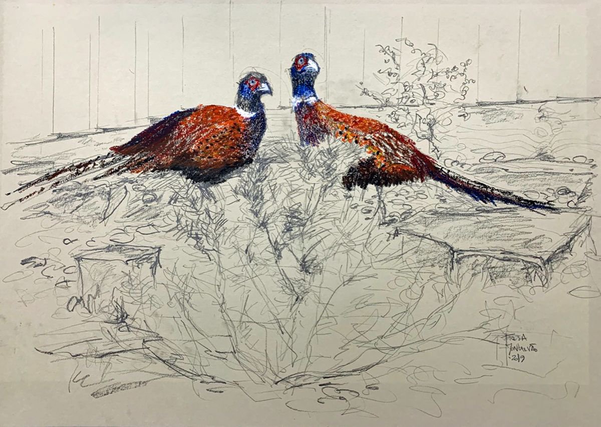 Pair of Pheasants by Teresa Montalvao