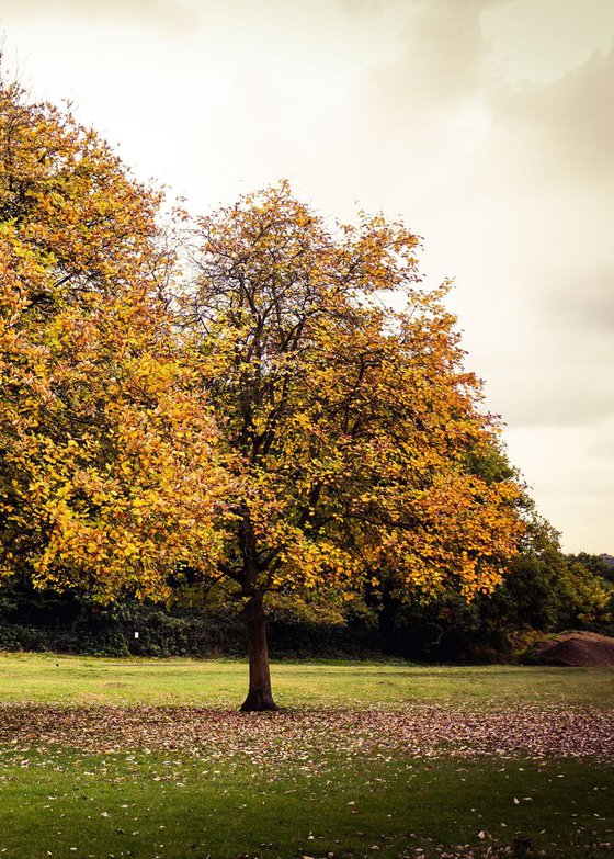 TWO TREES : Richmond  (LIMITED EDITION 1/50) 12" X 8"