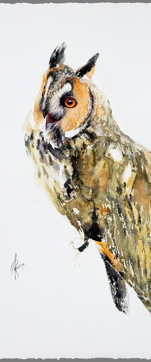 Long-eared owl by Andrzej Rabiega