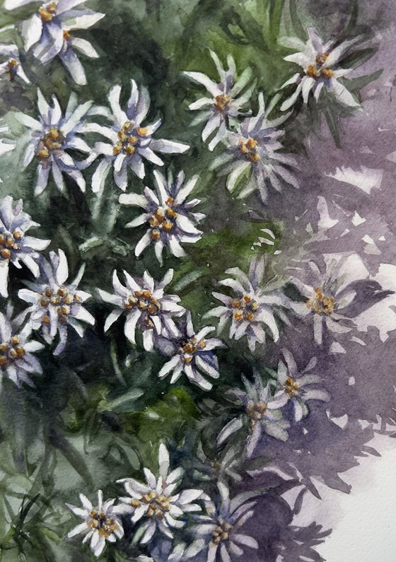Edelweiss