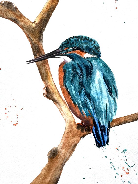A pair of Kingfisher Birds