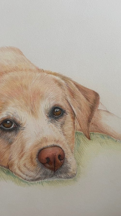 The long wait. Labrador drawing by Bethany Taylor