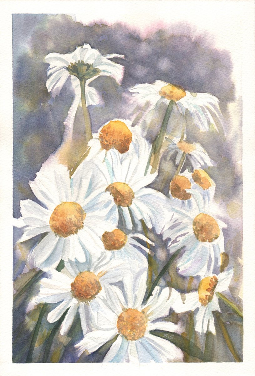Impressionistic Botanical Watercolour By Sarah Stowe, 7 X 11", York Daisies, Original Artwork