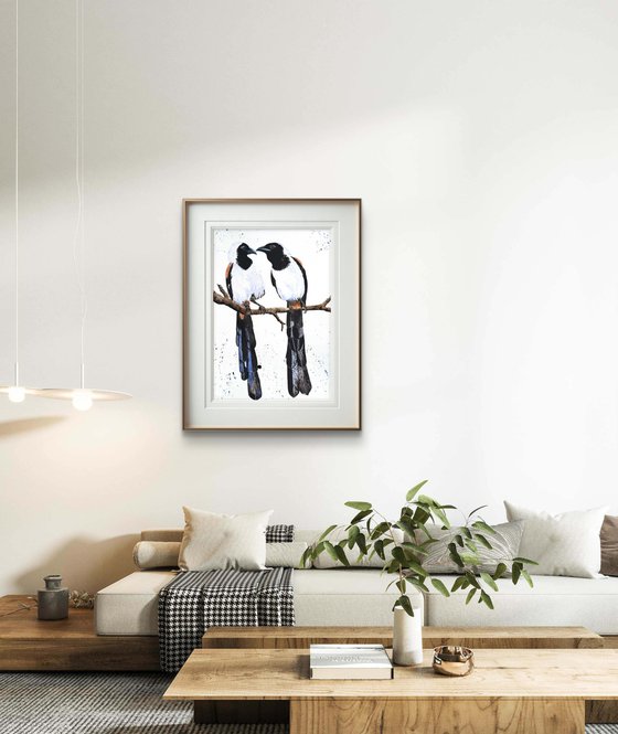 White-bellied Treepie Birds