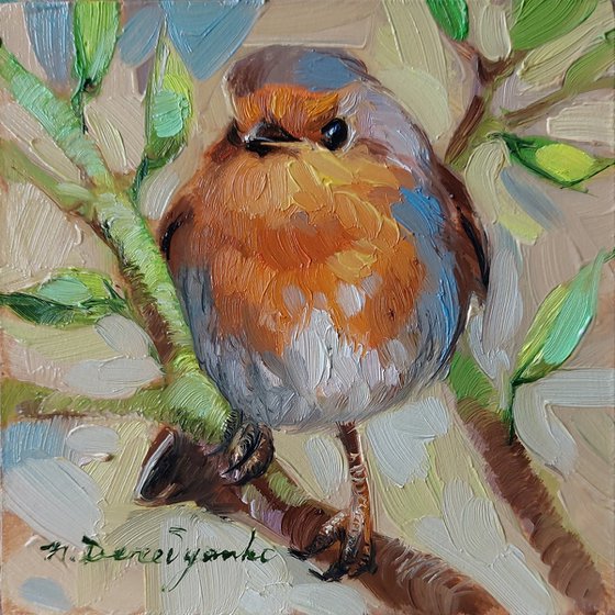 Robin bird