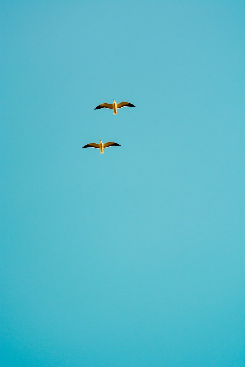 Animal Photograph By Tal Paz-Fridman, 24 X 33", Seaside #29, Original Artwork