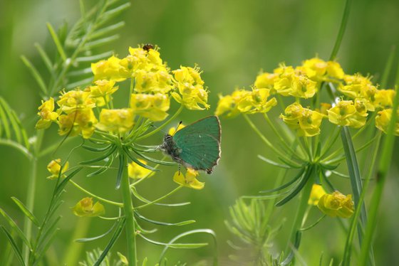 Emerald butterfly