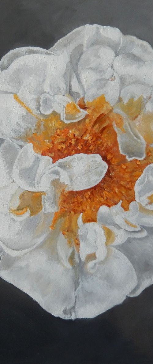 White and Yellow Peony by Graciela Castro