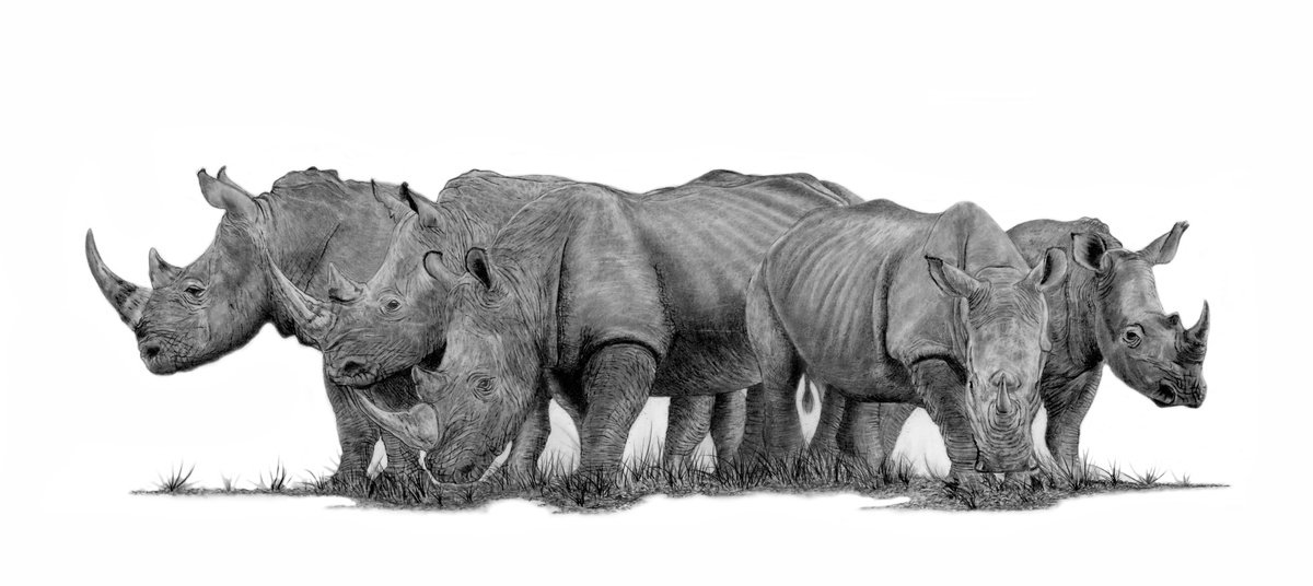A Crash of Rhinoceros by Paul Stowe