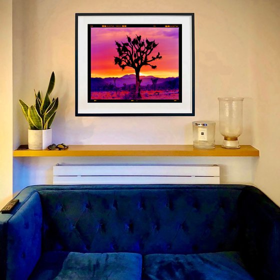 Joshua Tree Landscape