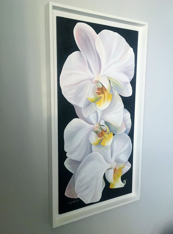 Three White Orchids