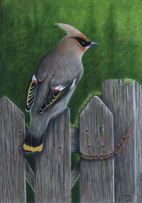 Original pastel drawing bird "Bohemian waxwing"