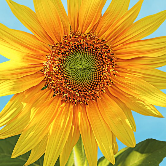 Sunflower blooming
