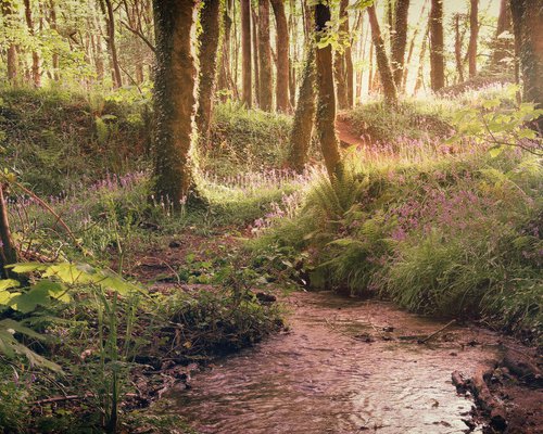 Bluebell Stream by Paul Nash