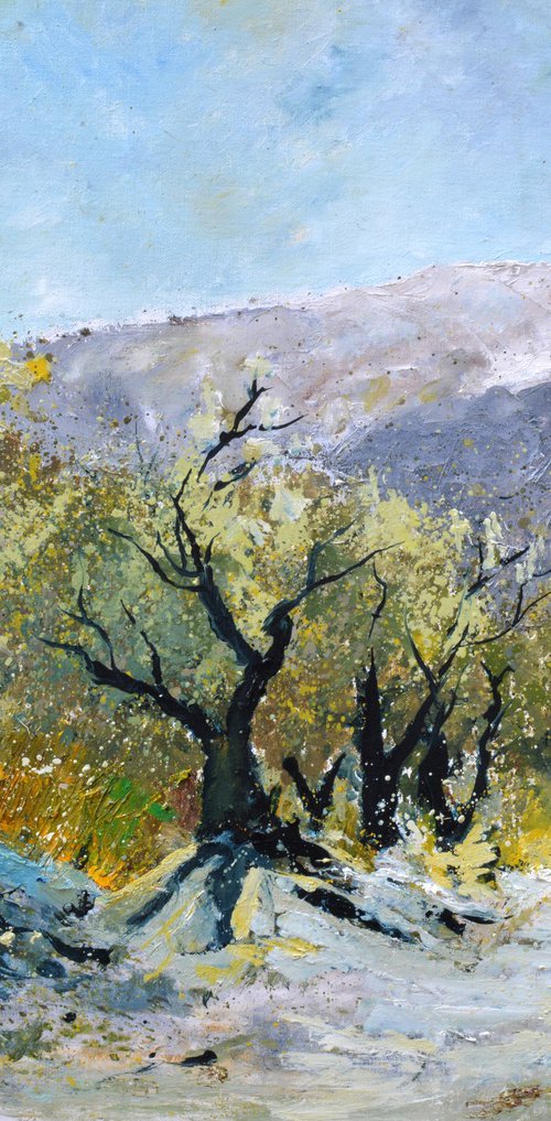 Olive trees in Provence   76 by Pol Henry Ledent