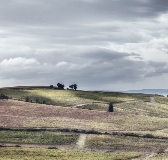 Chianti vineyards in autumn