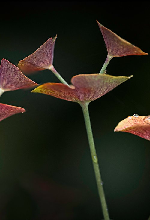 Euphorbia by DAVID SLADE