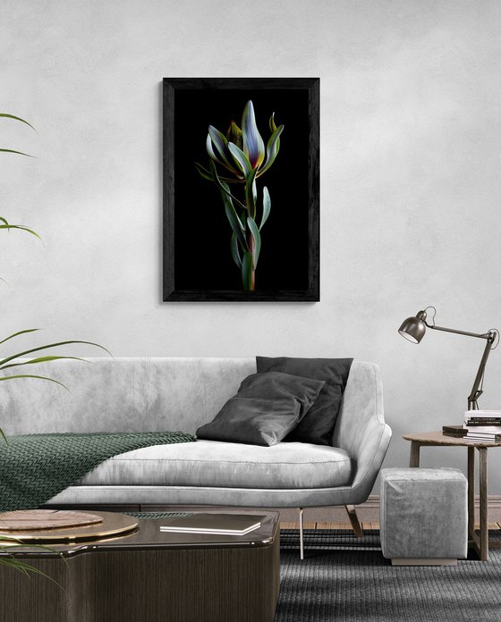 Burgundy Blaze Leucadendron
