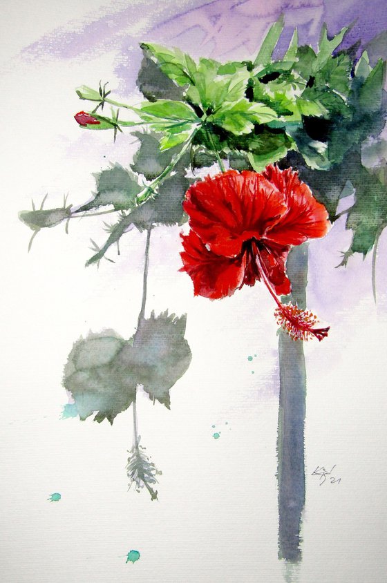 Hibiscus