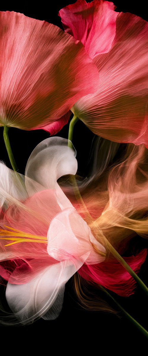 Ashes to Petals by MICHAEL FILONOW