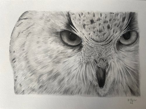 “Don’t mess with me” Owl drawing by Bethany Taylor