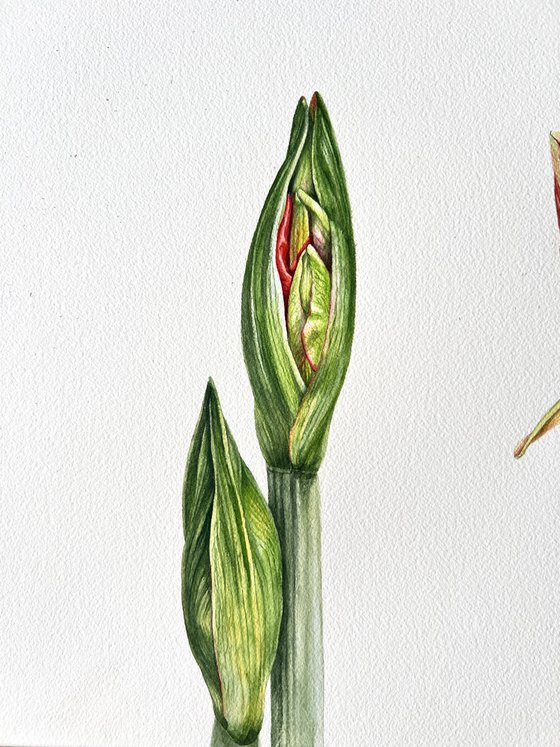 Algorithms of flowering.