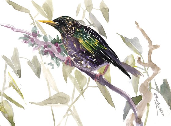 Starling