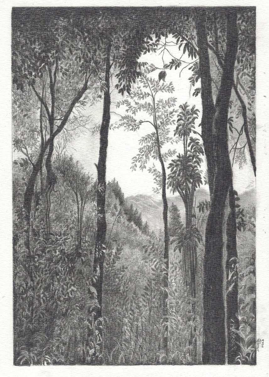 Pine tree forest and the Kanchenjunga peak graphite drawing by Shweta Mahajan