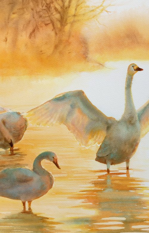 Swans in the lake bathed by th by Olga Beliaeva Watercolour