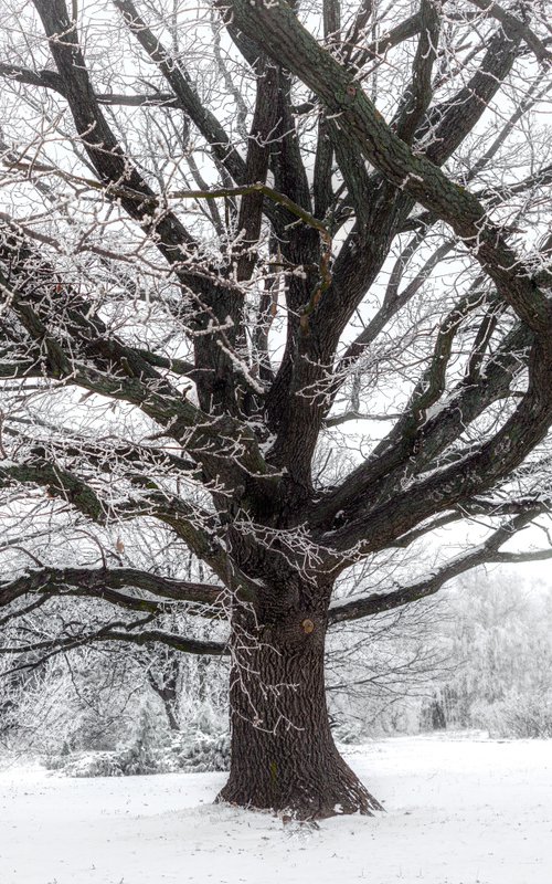 Frozen oak by Vlad Durniev