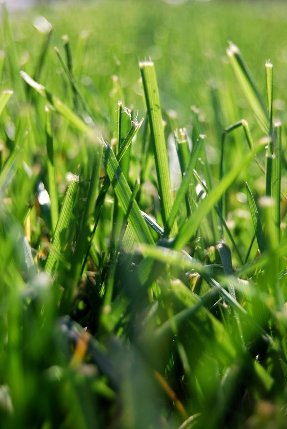 The War Torn Grass
