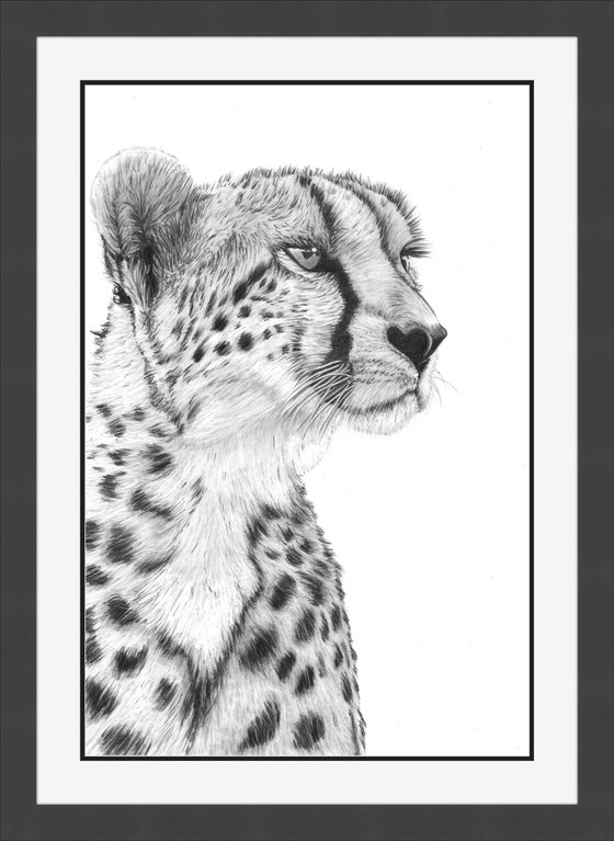 Cheetah