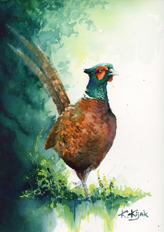 Pheasant, wildlife, birds watercolours
