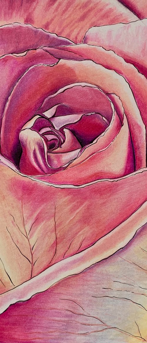 Pink Rose by Karen Elaine  Evans