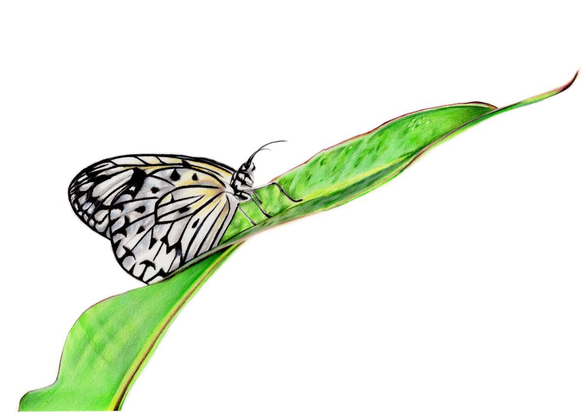 Paper Kite Butterfly by Gemma Duffield