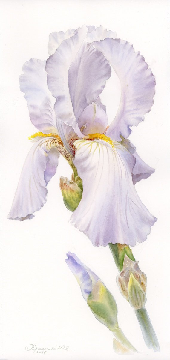 Botanical Watercolour By Yulia Krasnov, 7 X 15", Iris, Soft Lavender, Original Artwork