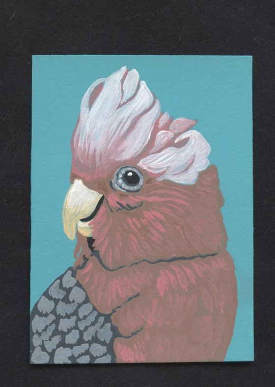 ACEO ATC Original Miniature Painting Australian Parrot Galah Cockatoo Pet Bird Art-Carla Smale