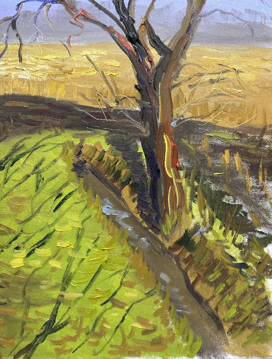 Lone Tree in a March Field