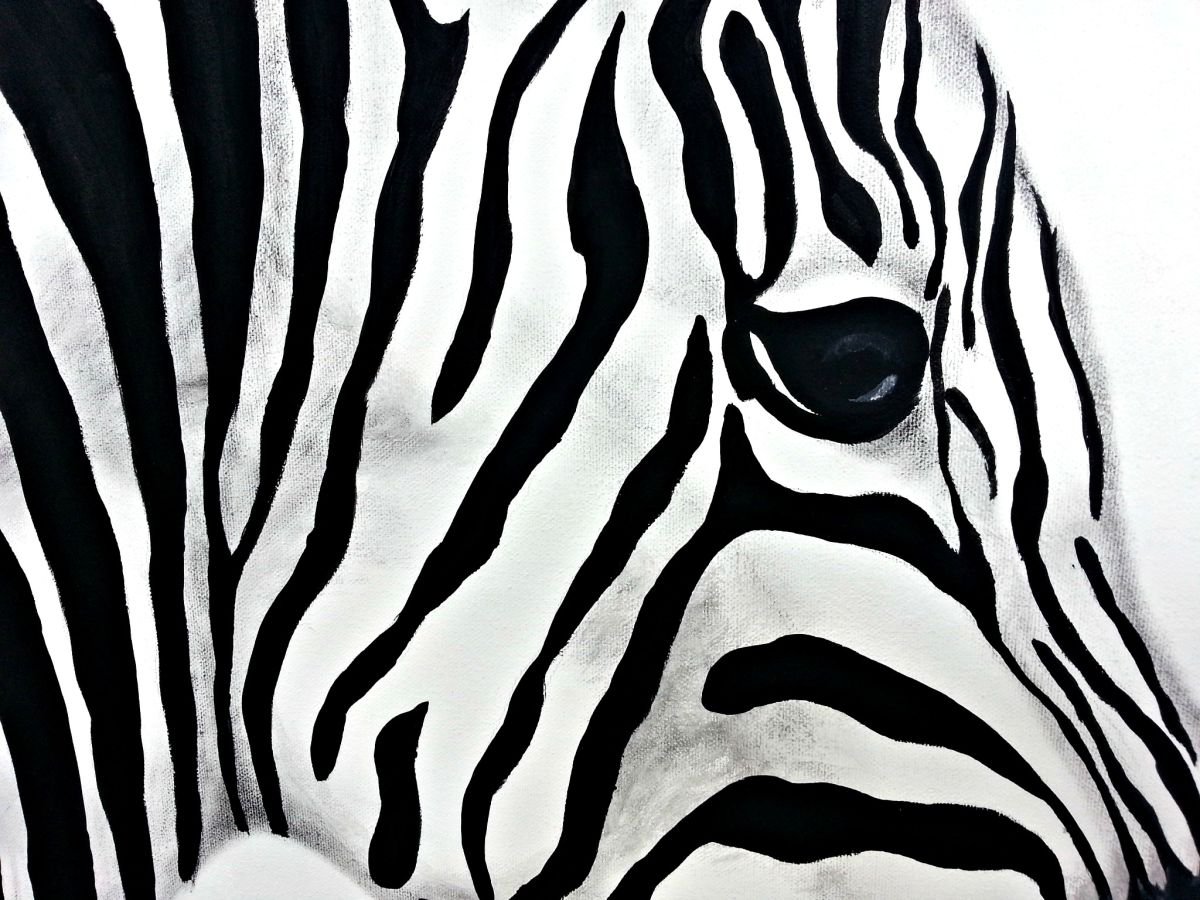 The Zebra Acrylic painting by Jessica Sanders Artfinder