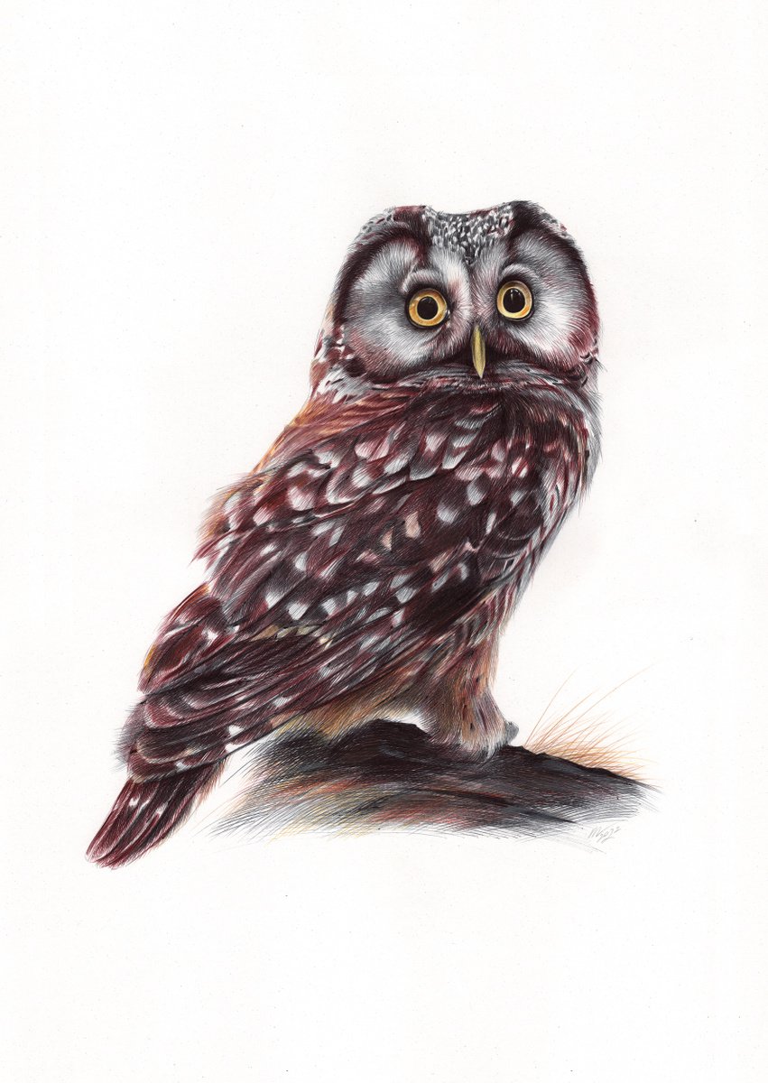 Boreal Owl (Realistic Ballpoint Pen Bird Portrait) by Daria Maier