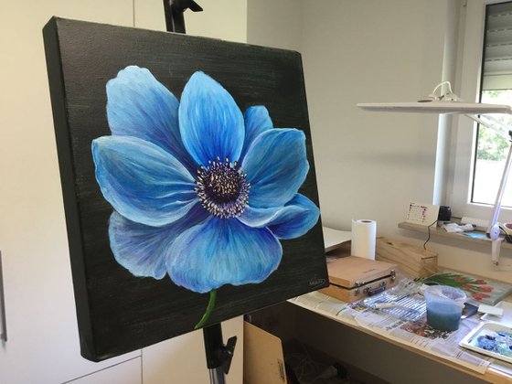 Blue poppy