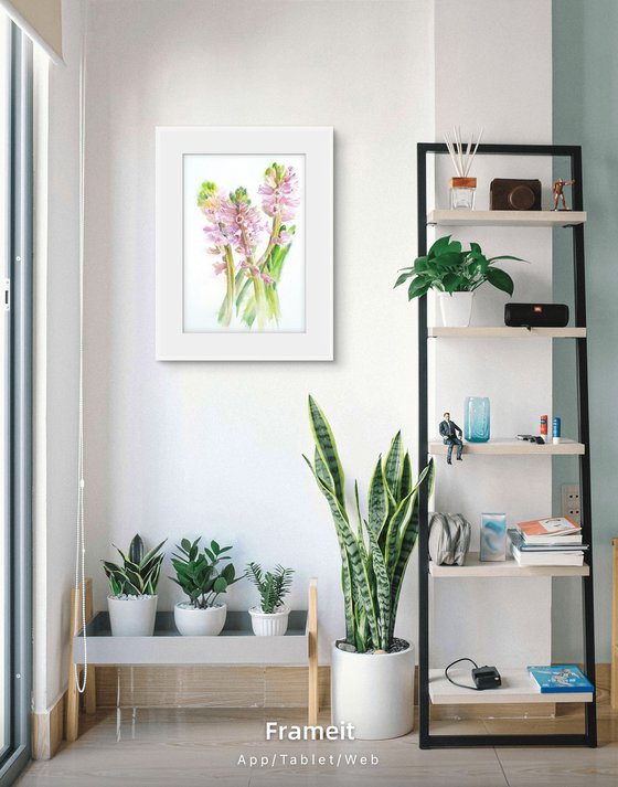 Blush in bloom original hyacinth watercolour